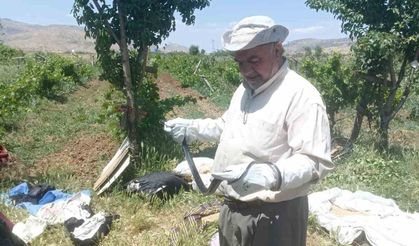 Bir vatandaş yakaladığı yılanı doğaya bıraktı