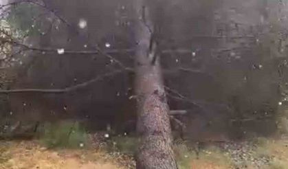Fırtınada ağaçlar devrildi