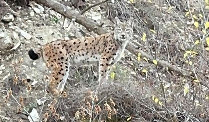Erzurum'da nesli koruma altındaki vaşak görüntülendi