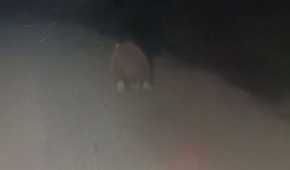 Iğdır’da Köylü Ayıyı Kovaladı