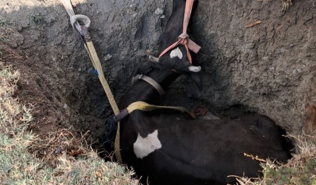 Burdur"da kuyuya düşen inek 2 saatlik çalışmayla kurtarıldı