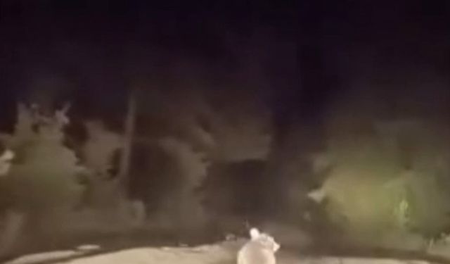 Dağ yolunda sürücüyle karşılaşan ayının panik anları
