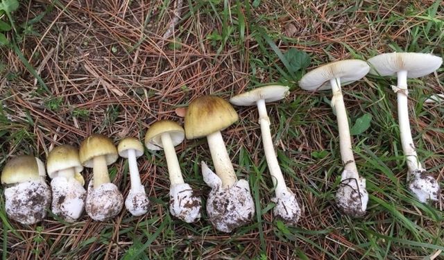 Mantar sezonu başladı: Uzmanlar zehirlenmelere karşı uyardı
