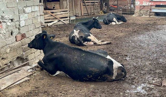 8 buzağımızı şapa verdik