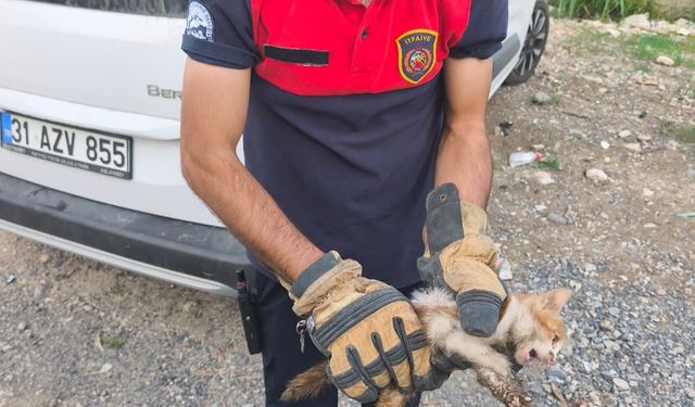 Arsuz’da aracın kaputuna giren kediyi itfaiye kurtardı