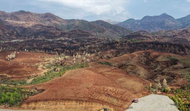 Aydın’da 17 lokasyonda fidan dikilecek