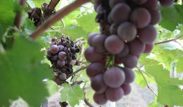 Çiftçinin hayal kırıklığı oldu