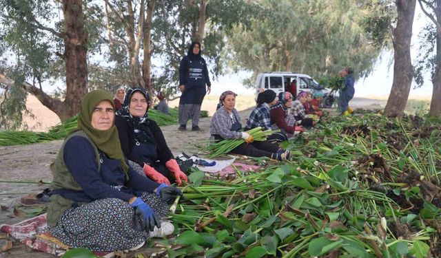 İstilacı su sümbülleri depremzede kadınların ellerinde sanat eserine dönüşüyor