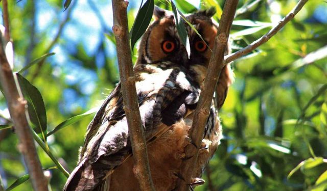Kulaklı orman baykuşu görüntülendi
