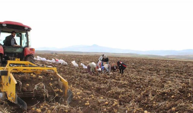 Tercan Ovası’nda kışlık patates bereketi