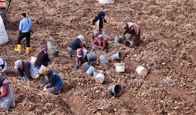 Türkiye’de sezonun son patatesleri Sivas’ta sökülüyor