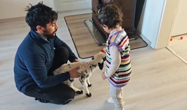 Annesinin reddettiği kuzuya 3 yaşındaki Ezo'nun şefkati yürekleri ısıttı