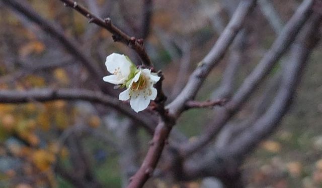 Erik soğukta çiçek açtı
