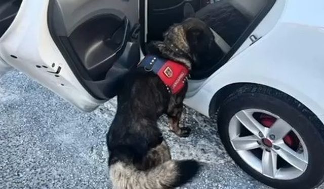 Jandarma tarafından Muğla'da yapılan denetimde bir haftada 80 şahıs yakalandı