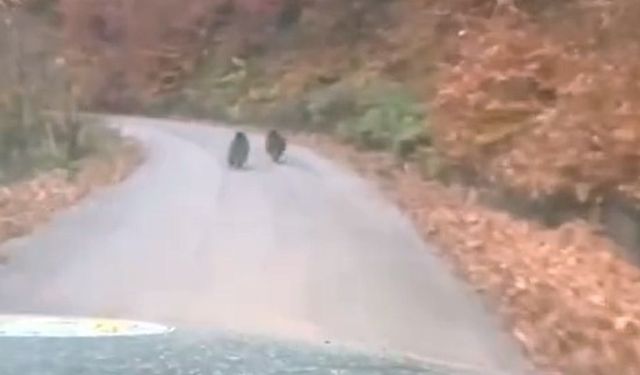 Kış uykusuna yatmayan yavru ayılar kameraya yakalandı