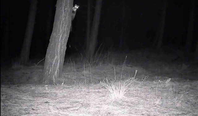 Tekirdağ'da yaban hayatı fotokapanlarla görüntülendi