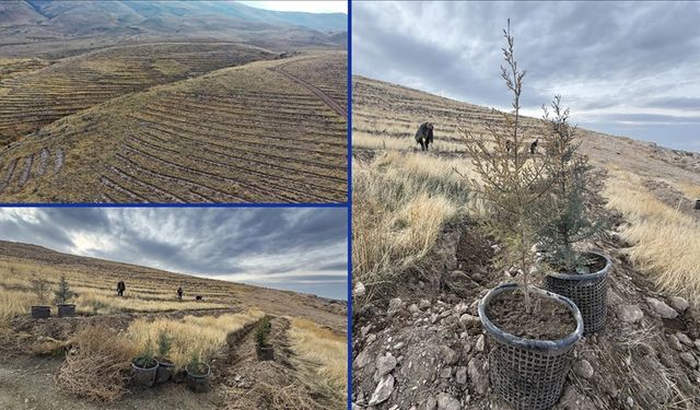 Türkiye’nin en kirli havasına sahip Iğdır’da bol oksijen için ağaçlandırma hamlesi