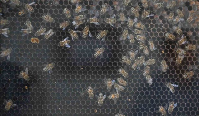 Manisa'da kırsal kalkınmaya 144 milyon TL'lik dev yatırım