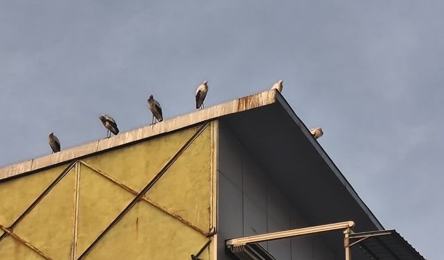 Iğdır’da Bahar Müjdesi: Göç Eden Leylekler Şehre Görkemli Bir Dönüş Yaptı!