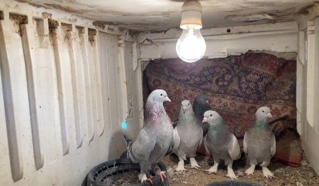 Ağrı'da dondurucu soğuğa rağmen 7 yıldır güvercin yetiştiriyorlar