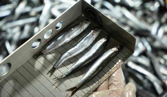 Avcılık denetimlerinde ceza yağdı: 2,6 milyon TL'yi aştı