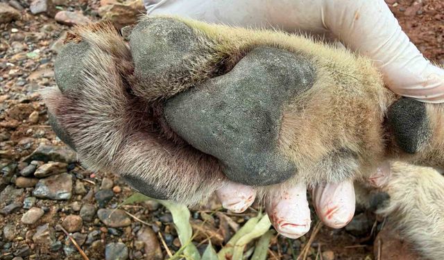 Fethiye'de aracın çarptığı kurt bilim projesine ışık tutacak