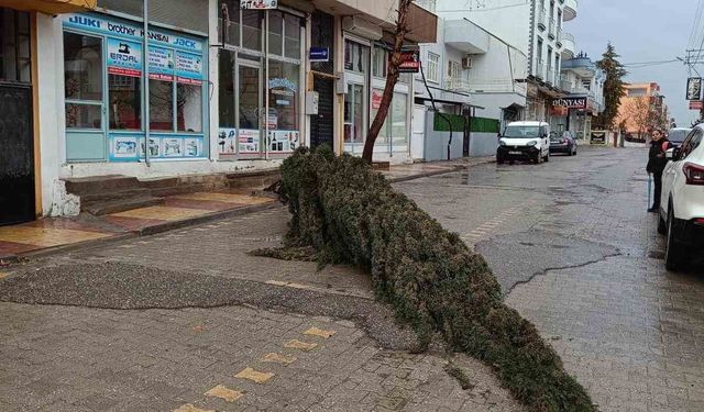 Kahta'da şiddetli rüzgar çam ağacını devirdi