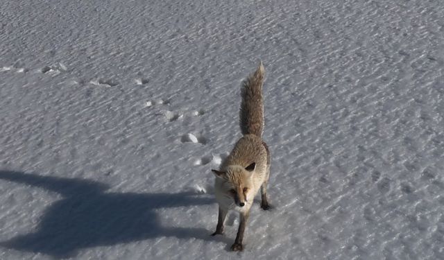 Tilkinin dron ile imtihanı