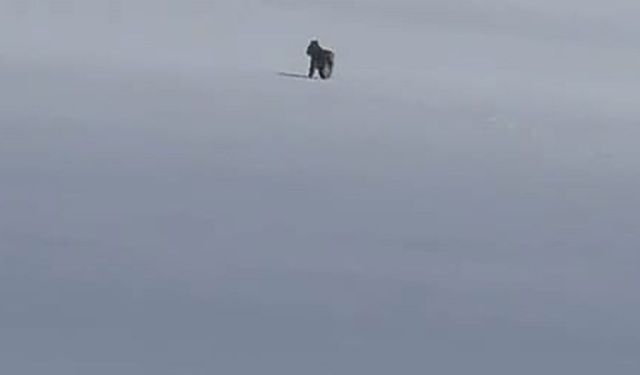 Vaşak görüntülendi