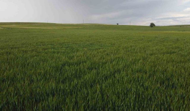 Yüksek kesimler yağışa doydu