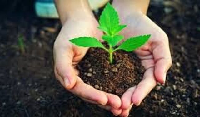 FİDAN ÜRETİM VE BAKIMI HİZMETİ ALINACAKTIR