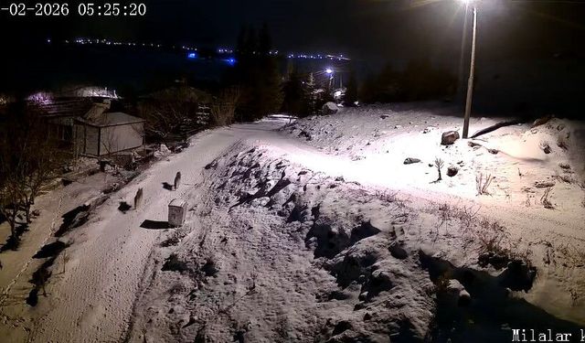 Aç kalan kurtlar köye indi