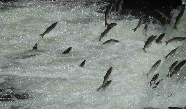 İnci kefalleri Van İl Jandarma Komutanlığı'na emanet