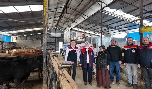 Kadın yetiştiriciye etçi ırk düve desteği