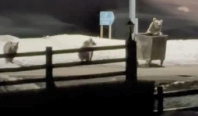 Kars'ta anne ayı ve yavrularının çöp konteynırı mesaisi kamerada