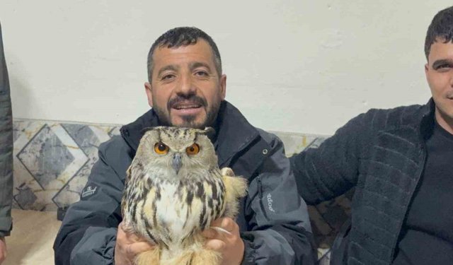 Kars'ta yaralı puhuya şefkat eli