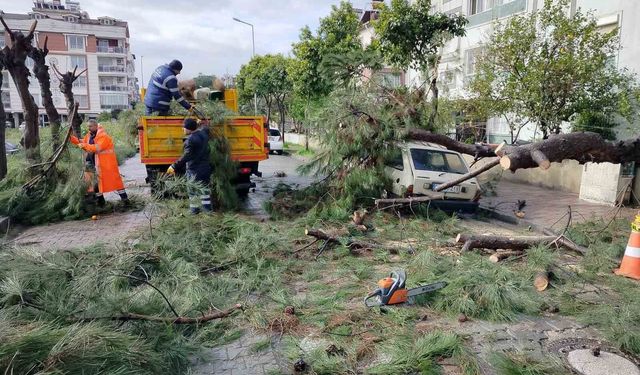 Üzerine ağaç devrilen park halindeki araç zarar gördü