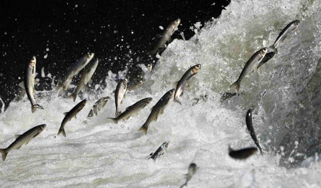 Van Gölü Havzası'nın doğusundaki yağış bolluğu tarımı ve inci kefali göçünü olumlu etkileyecek