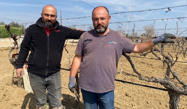 Yağışa teslim olan bağlar ayağa kalktı