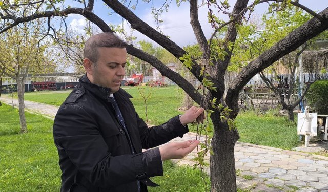 Iğdır’da Zirai Don Kayısıya Zarar Verdi: Üreticiler nöbette