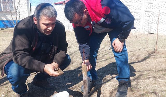 IĞDIR’DA DÜŞÜK VERİMLİ AĞAÇLAR AŞILAMA İLE YENİDEN KAZANDIRILIYOR