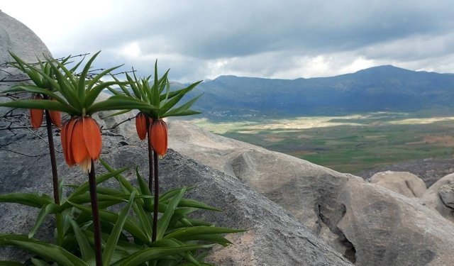 Bu çiçekleri koparmanın cezası 700 bin lirayı buluyor