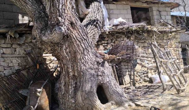 Ceviz ağacı ahırın üzerine devrildi