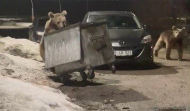 Kars'ta yerleşim bölgesine inen bozayılar çöpte yiyecek ararken görüntülendi