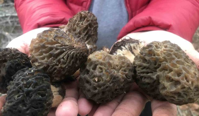 Kilosu bin 500 liradan satılıyor