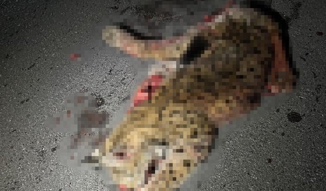 Otomobilin çarptığı koruma altındaki vaşak telef oldu