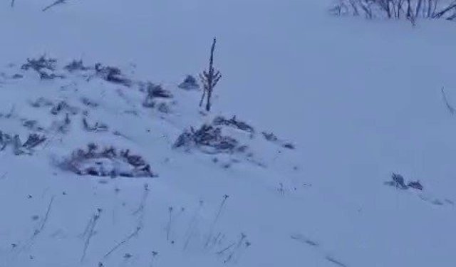 Sürüye saldıran kurt kangal köpeği tarafından engellendi