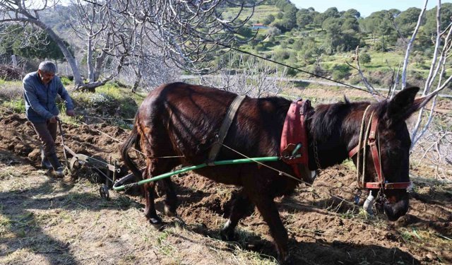 Gençler köyü terk edince iş yaşlılara kaldı