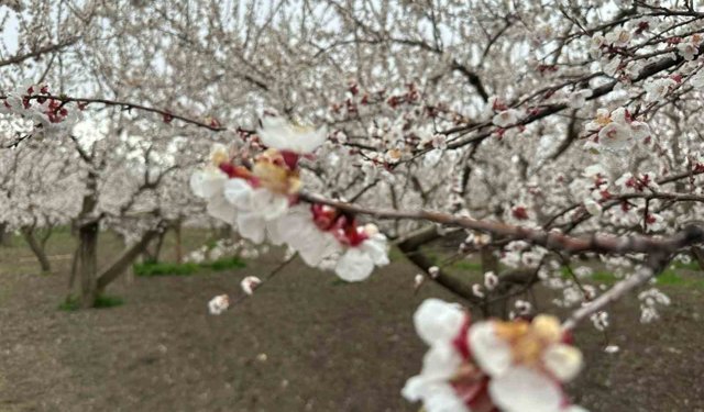 Kars'ta kayısı bahçeleri beyaza büründü: Bereketli sezon umudu