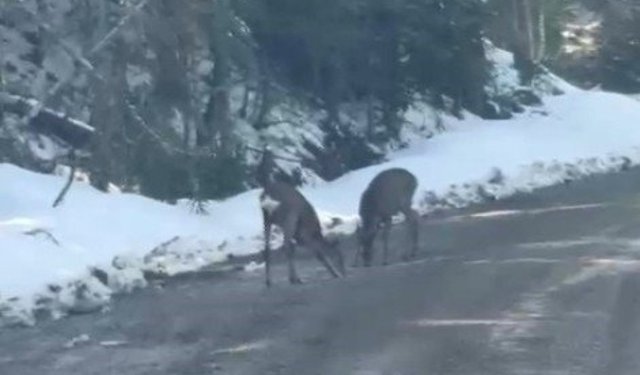 Kastamonu'da karacalar su içerken görüntülendi